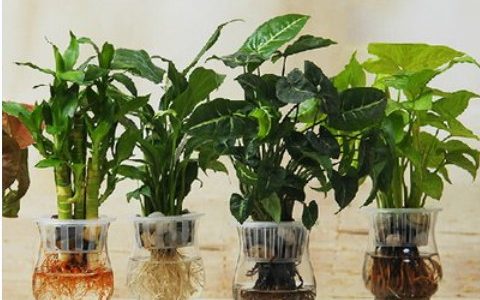 家庭植物风水的摆放有什么讲究